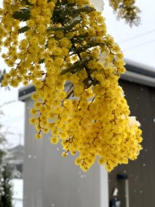 カシアミモザ満開時の強剪定 開花後の突然の降雪に緊急対応の方法は おトメの雑談